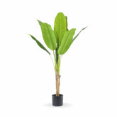 Planta Tropical Elegância Com Vaso