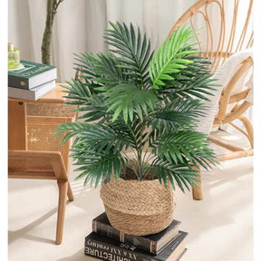 Planta Palmeira Oasis Com Vaso