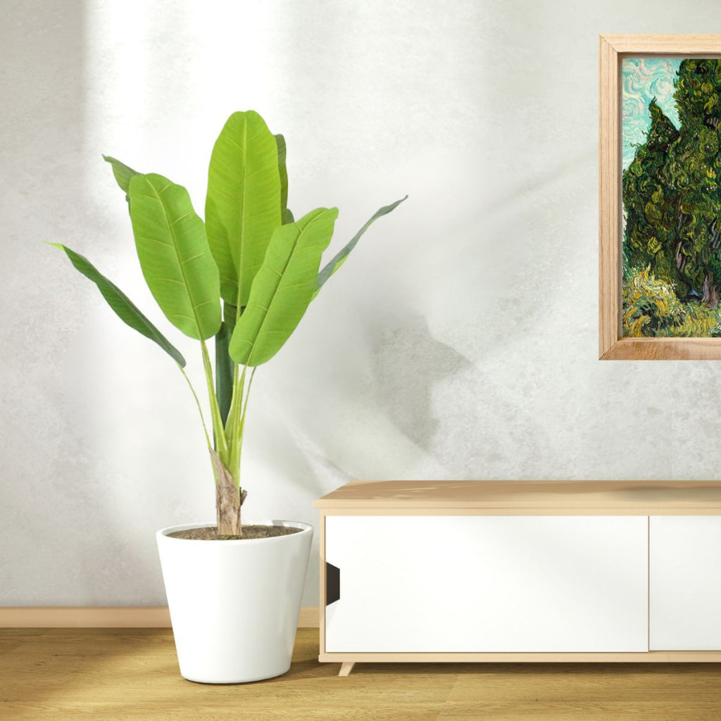 Planta Tropical Elegância Com Vaso