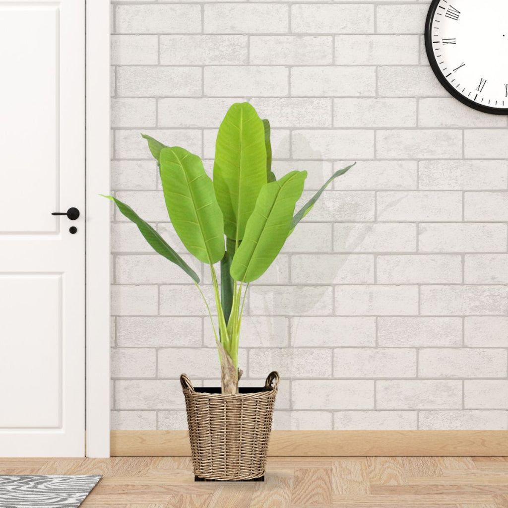 Planta Tropical Elegância Com Vaso