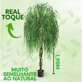 Planta Verde Graciosidade Com Vaso