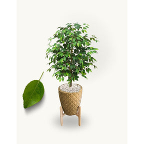 Planta Folhagem Encanto Com Vaso