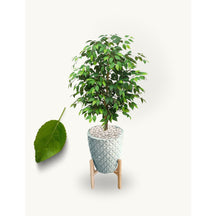 Planta Folhagem Encanto Com Vaso