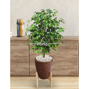 Planta Folhagem Encanto Com Vaso