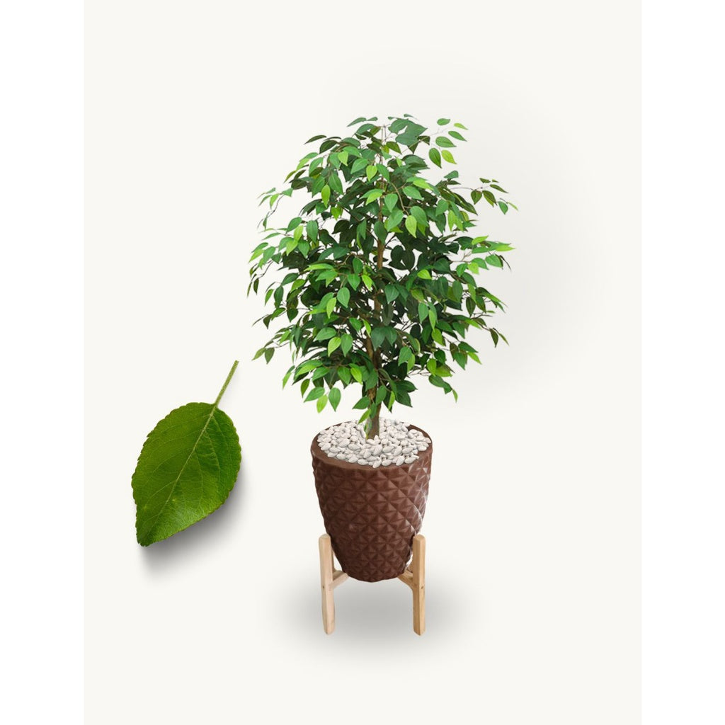 Planta Folhagem Encanto Com Vaso