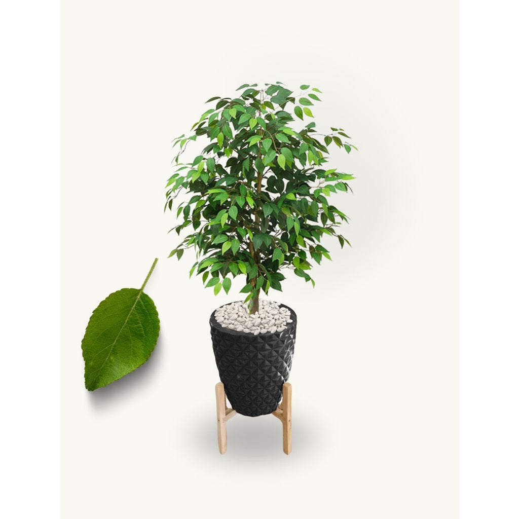 Planta Folhagem Encanto Com Vaso